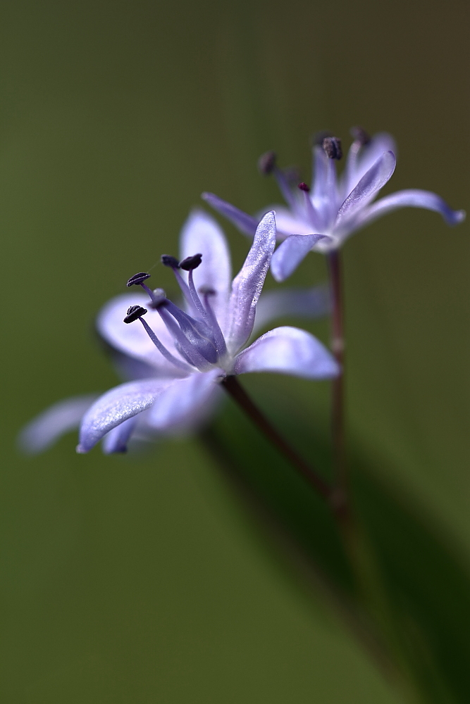 Blue little flower