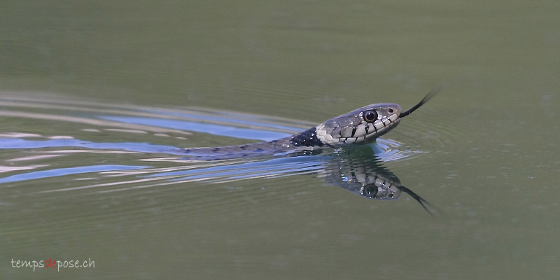 Couleuvre à collier nageant sur un plan d'eau