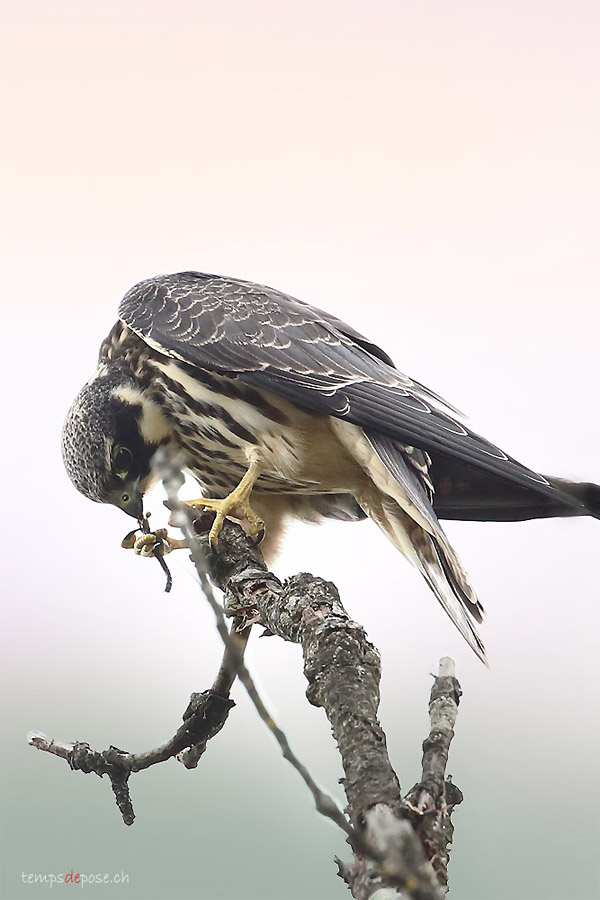 Faucon Hobereau - (Eurasian Hobby)