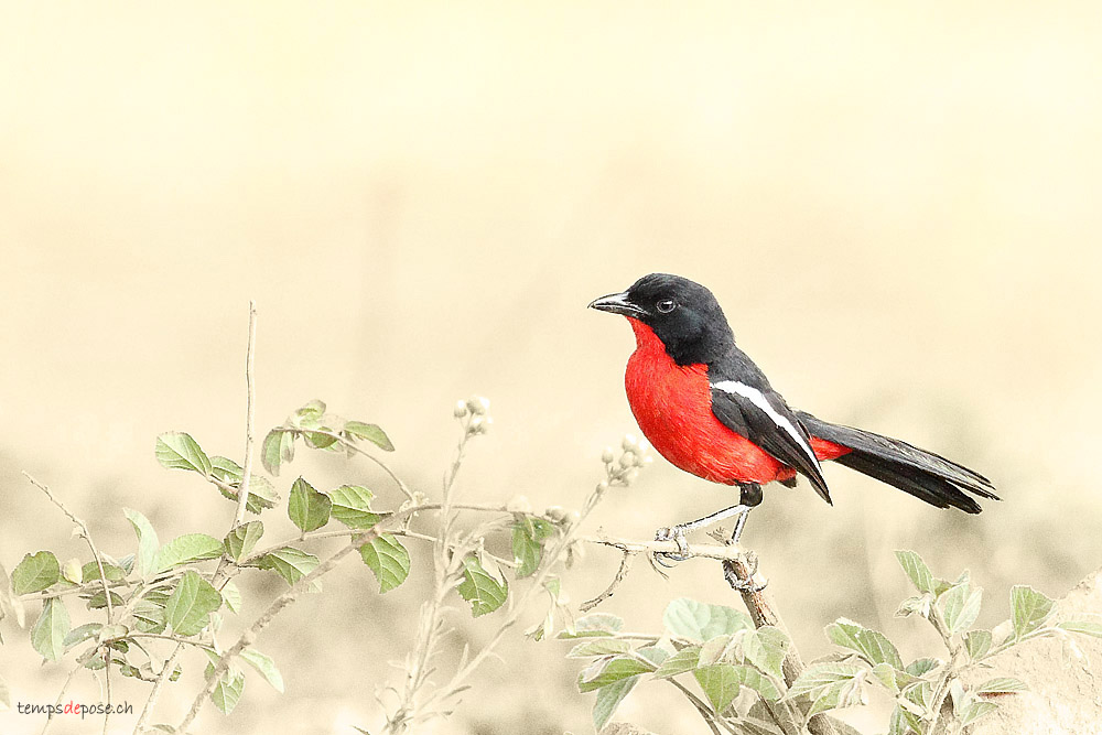 Gonolek rouge et noir - (Crimson-breasted Shrike)