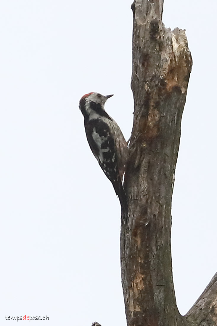 Pic mar - (Middle Spotted Woodpecker)