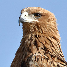 Aigle ravisseur - (Tawny Eagle)