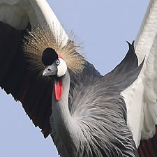 Grey Crowned Crane - (Balearica regulorum)