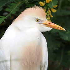 Hron garde-boeufs - (Bubulcus ibis)