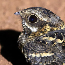 Square-tailed Nightjar - (Caprimulgus fossii)