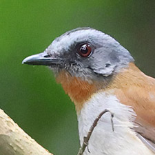 Red-throated Alethe - (Chamaetylas poliophrys)