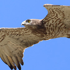 Circate Jean-le-Blanc - (Short-toed Snake Eagle)