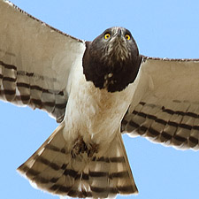 Circate  poitrine noire - (Black-chested Snake Eagle)