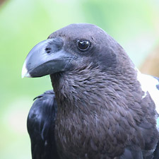 White-necked Raven - (Corvus albicollis)