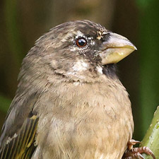Thick-billed Seedeater - (Crithagra burtoni)