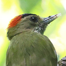 Elliot's Woodpecker - (Dendropicos elliotii)