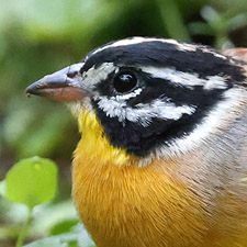 Golden-breasted Bunting - (Emberiza flaviventris)