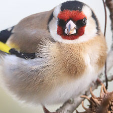 European Goldfinch - (
Carduelis carduelis)