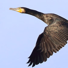 Grand Cormoran en vol au dessus de l'tang Robert Hainard