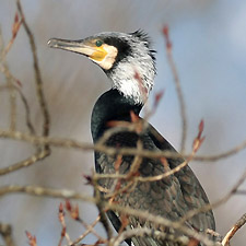 Great Cormorant - (Phalacrocorax carbo)