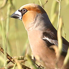 Hawfinch  - (Coccothraustes coccothraustes)