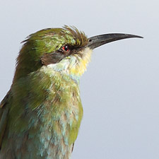 Gupier  queue d'aronde - (Swallow-tailed Bee-eater)