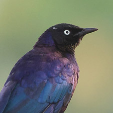 Rppell's Starling - (Lamprotornis purpuroptera)