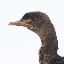 Reed Cormorant - (Microcarbo africanus)