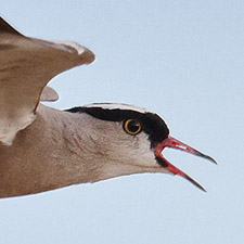 Vanneau couronn - (Crowned Lapwing)