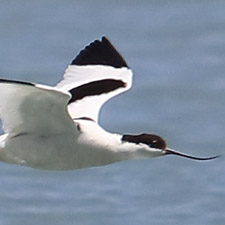 Pied Avocet - (Recurvirostra avosetta)