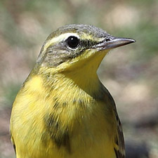 Western Yellow Wagtail - (Motacilla flava)