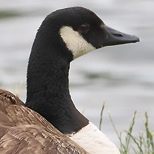 Canada Goose - (Branta canadensis)