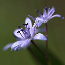 Blue little flower