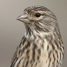 Bruant proyer - (Corn Bunting)