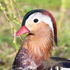 Mandarin Duck - (Aix galericulata)