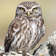 Little Owl - (Athene noctua)