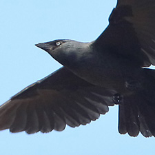 Choucas des tours - (Corvus monedula)