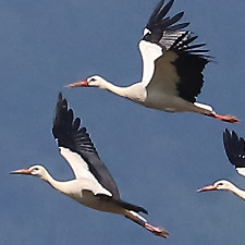 White Stork - (Ciconia ciconia)