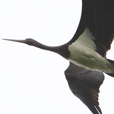 Cigogne noire - (Black Stork)