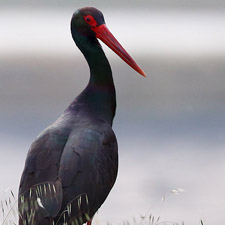 Cigogne Noire - (Black Stork) 