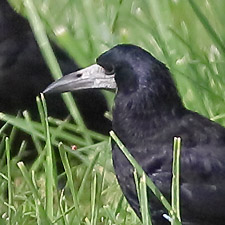 Rook - (Corvus frugilegus)