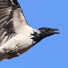 Corneille mantele - (Hooded Crow)