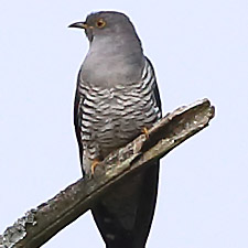 Common Cuckoo - (Cuculus canorus)
