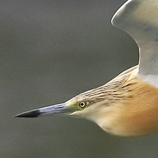 Squacco Heron - (Ardeola ralloides)