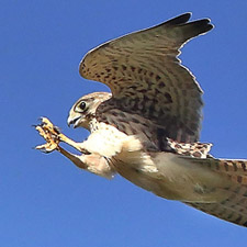Common Kestrel - (Falco tinnunculus)