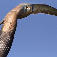 Common Kestrel - (Falco tinnunculus)