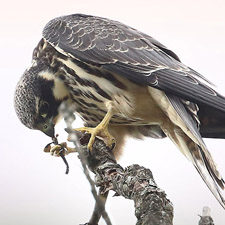 Eurasian Hobby - (Falco subbuteo)