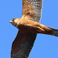 Red footed Falcon - (Falco vespertinus)