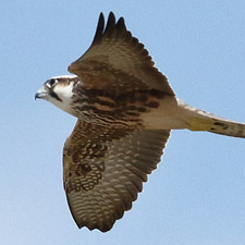 Lanner Falcon - (Falco biarmicus)