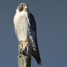 Peregrine Falcon - (Falco peregrinus)