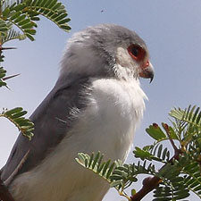 Pygmy Falcon - (Polihierax semitorquatus)