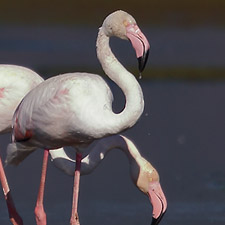 Greater Flamingo - (Phoenicopterus roseus)