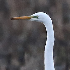 Grande Aigrette - (Great White Egret)