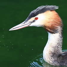 Grbe hupp - (Great Crested Grebe)