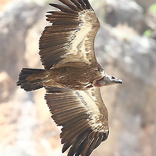 Griffon Vulture  - (Gyps fulvus)